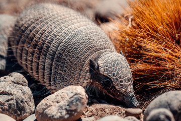 Hairy Armadillo of Patagonia