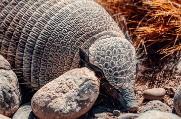 Hairy Armadillo of Patagonia hiding