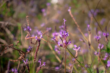 Colorful background with purple lavander flowers in the nature