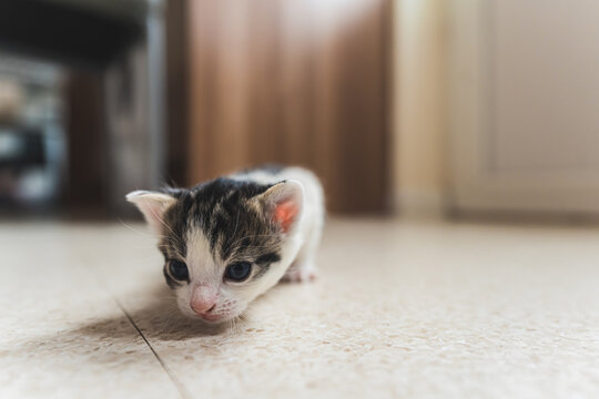 Little tabby newborn kitten making her first steps on the floor . High quality photo