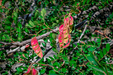 Close-up to beautiful eucalyptus flower with leaves