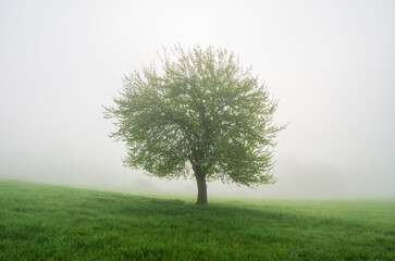 lonely apple tree in the meadow in the fog