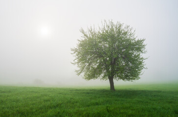 Fototapeta na wymiar lonely apple tree in the meadow in the fog