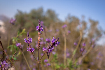 Colorful background with purple lavander flowers in the nature
