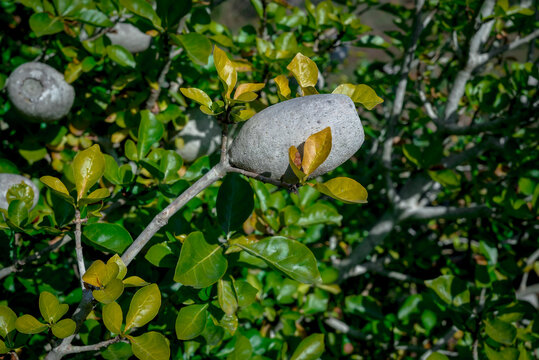 Branch with fruit of Gardenia thunbergia