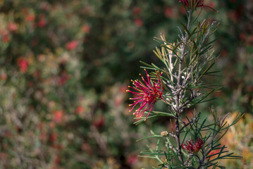 Close-up to beautiful eucalyptus flower with leaves