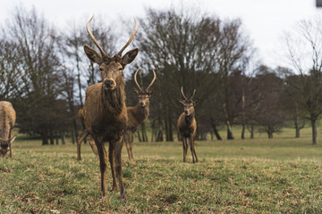 Naklejka na ściany i meble group of deer standing on the grass and looking at the camera, Wollaton Hall, UK. High quality photo