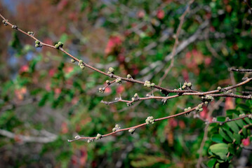 Twig of Sweet Thorn with sharp thorns