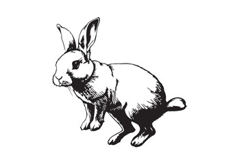 Bunny Drawing, Rabbit Illustration