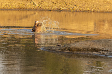 Fototapeta premium A hippopotamus splashes its mouth out of the water as it works on catching its lunch in an African river.