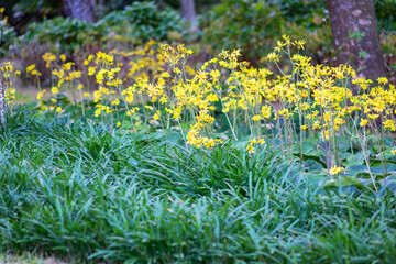 Fototapeta premium フキの花 