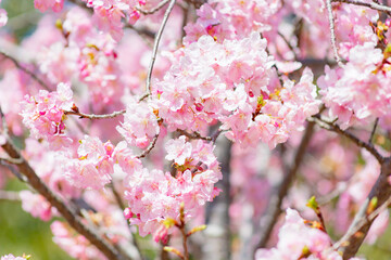 早咲きの河津桜のクローズアップ	