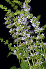 Mint flowers isolated on black background. Mentha longifolia blooming, known as horse mint, isolated on black
