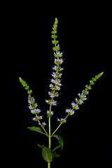 Mint flowers isolated on black background. Mentha longifolia blooming, known as horse mint, isolated on black