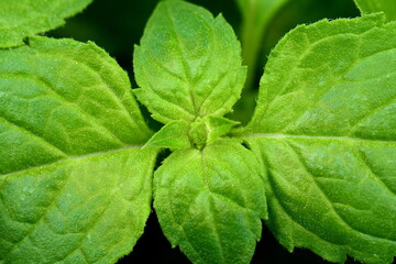 Macro Mint leaves on dark background. Mint leaves.Mint leaves background.peppermint.leaves of mint 