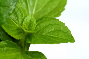 Macro Mint leaves on white background. Mint leaves.Mint leaves background.peppermint.leaves of mint