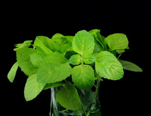 Fresh leaves mint green herbs ingredient for mojito drink, isolated on black background.