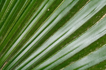 Green leaf of Palm tree close up.Natural background.Houseplants.Urban jungle concept.Biophilic design.