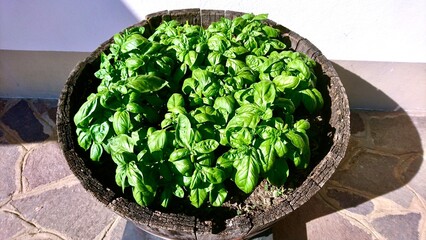 太陽をたくさん浴びた豊作バジル