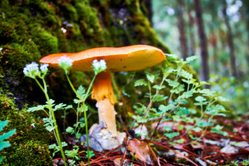 orange mushroom amanita caesarea, near to tree with moss, forest in mexiquillo durango 