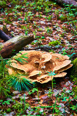 meripilus giganteus, brown big mushroom in the forest, mexiquillo durango	