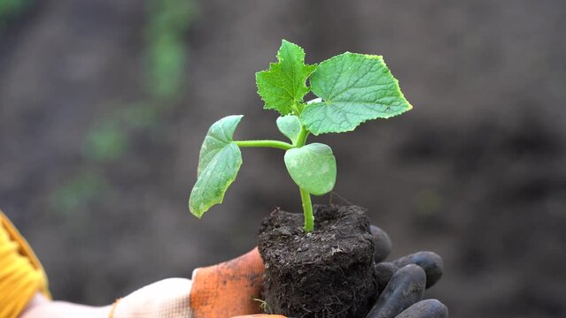hands hold a cucumber seedling at spring