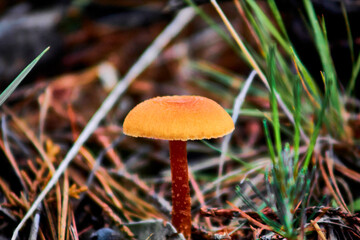 orange mushroom with blur background in woood, mexiquillo durango 
