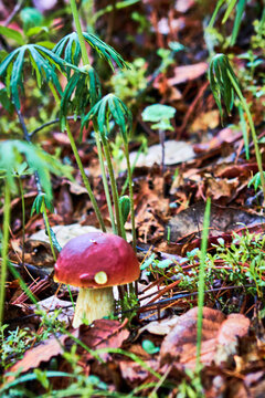 boletus edil, red and yellow mushroom in the forest