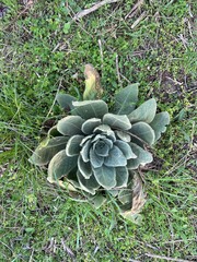 green moss in the garden