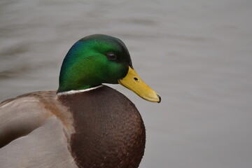 Mallard Drake