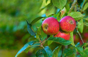 An apple per day keeps the doctor away. Apple-picking has never looked so enticing - a really healthy and tempting treat.