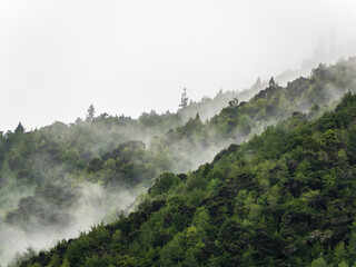 Drzewa we mgle © Violoo