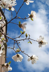 fresh white magnolia flowers and clouds in a bright blue sky with the edge of a building in the background 