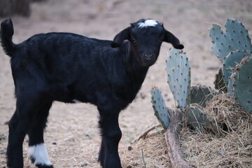 Baby Goat and Cactus