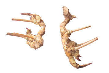 Galangal fly in mid air, fresh vegetable spice galangal falling. Organic fresh herbal galangal root head, close up texture. White background isolated freeze motion high speed shutter