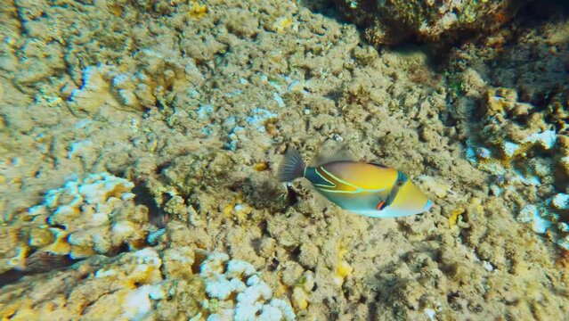 Underwater life with colorful fishes in pacific ocean. Hawaii Humuhumunukunukuapuaa triggerfish