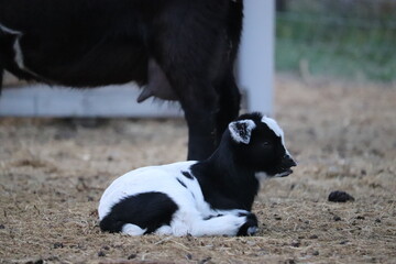 Baby Goat Smelling
