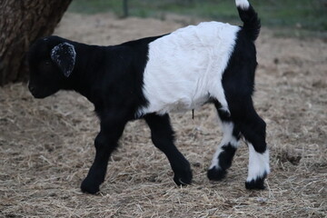 goat on a farm