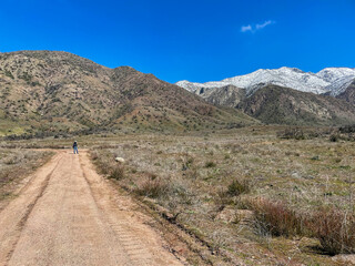 The Recovery and Flooding Aftermath of the El Dorado Fire Area in California looking at the Plants tying to recover and the Excess Runoff causing a flood delta