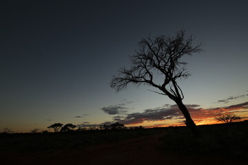 Fototapeta na wymiar tree at sunset