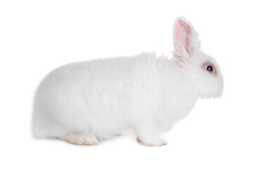 Fluffy rabbit on white background. Cute pet