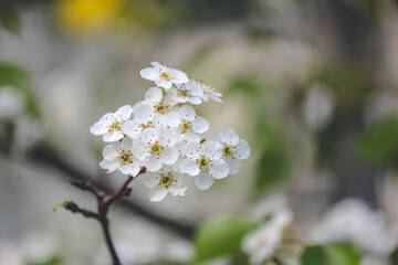 a sand pear or Pyrus pyrifolia flowers. Beautiful white flowers bloom