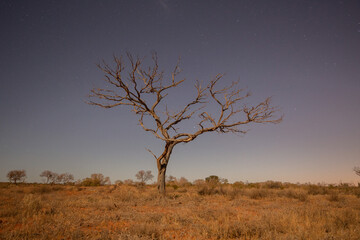 tree in the desert
