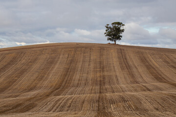 landscape with a tree