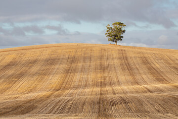 landscape with a tree