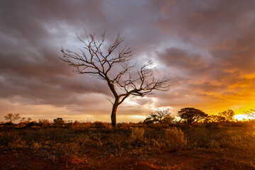 tree at sunset