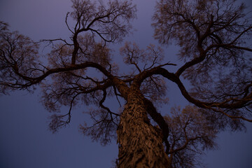 Tree at blue hour from underneath