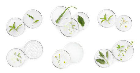 Fototapeta Petri dishes with different plants on white background, top view obraz