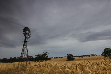 wheat field and windmill