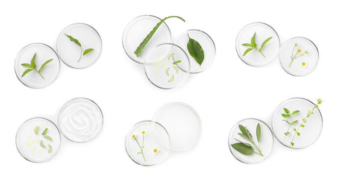 Petri dishes with different plants on white background, top view